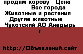 продам корову › Цена ­ 70 000 - Все города Животные и растения » Другие животные   . Чукотский АО,Анадырь г.